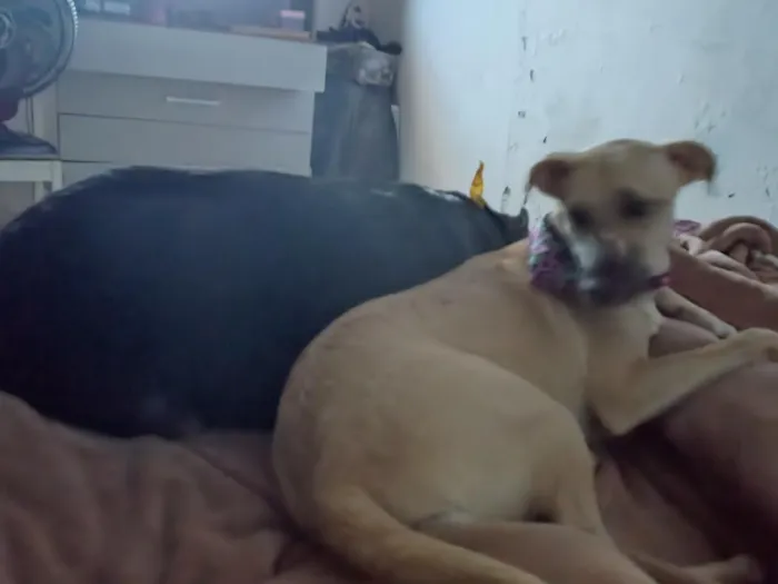 Cachorro raça SRD-ViraLata idade 6 ou mais anos nome fininha 