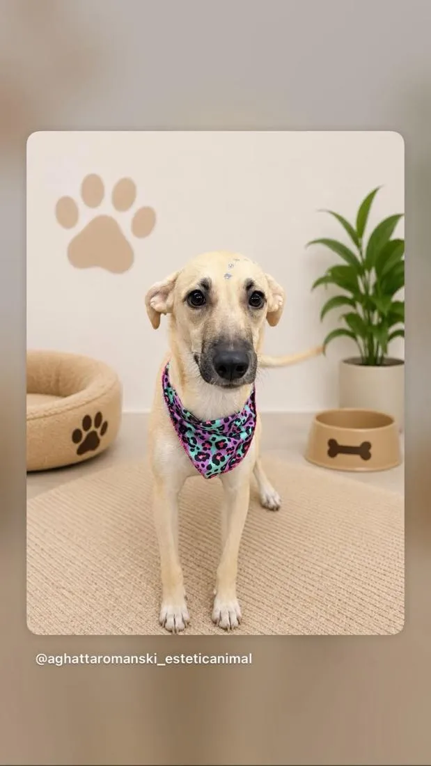 Cachorro raça SRD-ViraLata idade 6 ou mais anos nome fininha 