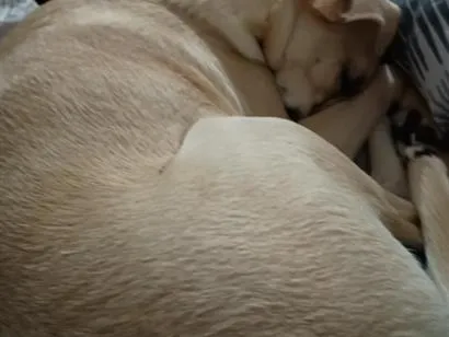 Cachorro raça SRD-ViraLata idade 6 ou mais anos nome fininha 