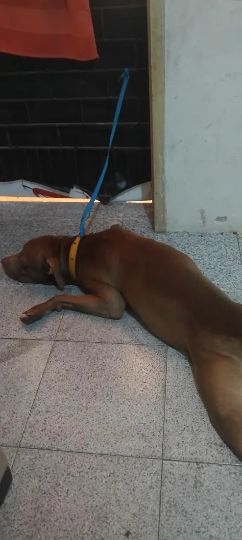 Cachorro raça Pit-Bull idade 7 a 11 meses nome maylon 