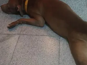 Cachorro raça Pit-Bull idade 7 a 11 meses nome maylon 
