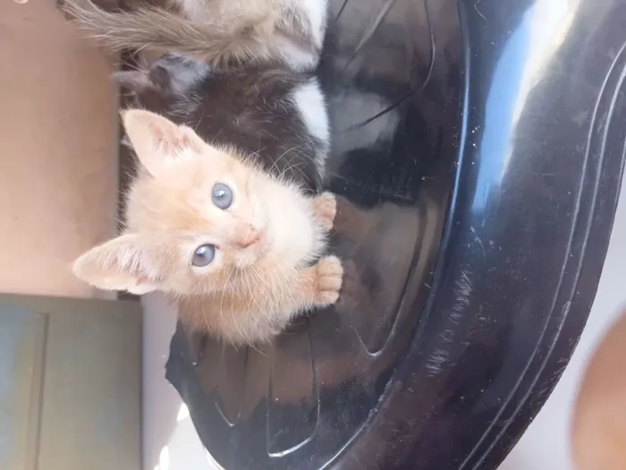 Gato raça SRD-ViraLata idade 2 a 6 meses nome Bob, branquinha,frajola 