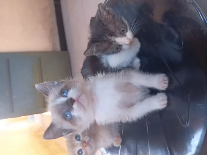 Gato raça SRD-ViraLata idade 2 a 6 meses nome Bob, branquinha,frajola 