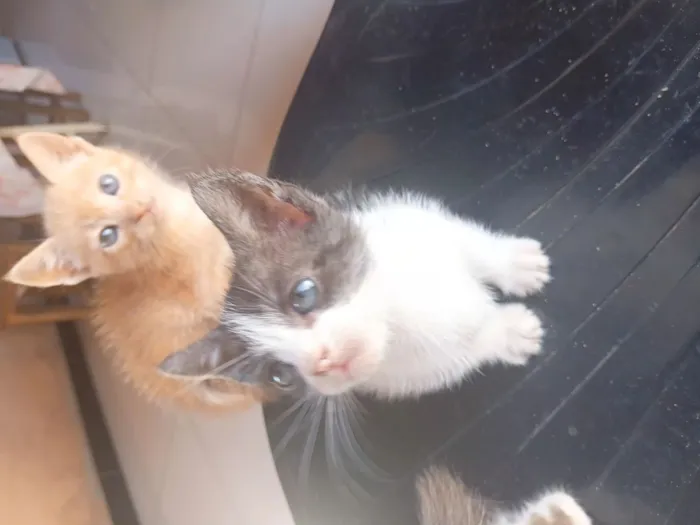 Gato raça SRD-ViraLata idade 2 a 6 meses nome Bob, branquinha,frajola 