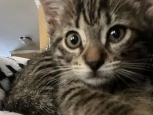 Gato raça SRD-ViraLata idade 2 a 6 meses nome Sem nome