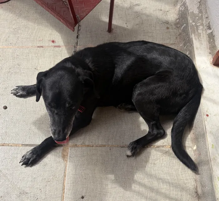 Cachorro raça SRD-ViraLata idade 6 ou mais anos nome Neve 