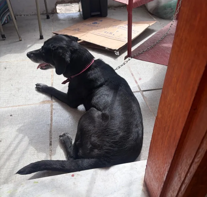 Cachorro raça SRD-ViraLata idade 6 ou mais anos nome Neve 