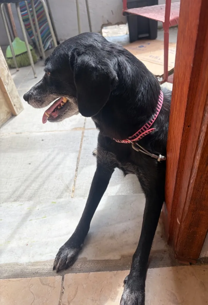 Cachorro raça SRD-ViraLata idade 6 ou mais anos nome Neve 