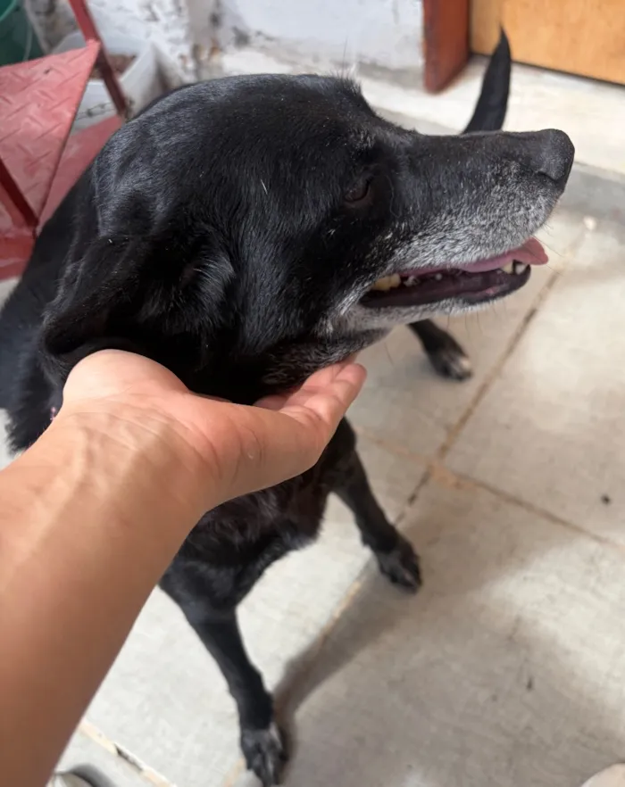 Cachorro raça SRD-ViraLata idade 6 ou mais anos nome Neve 