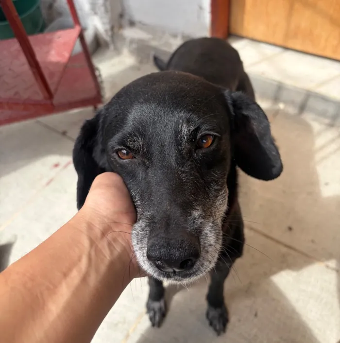 Cachorro raça SRD-ViraLata idade 6 ou mais anos nome Neve 