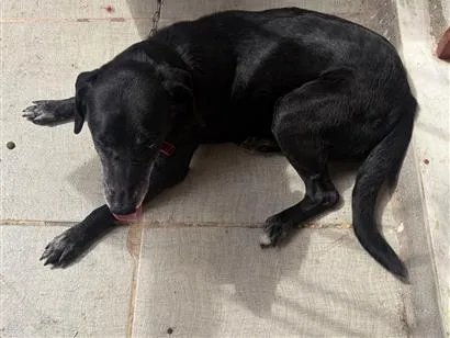 Cachorro raça SRD-ViraLata idade 6 ou mais anos nome Neve 