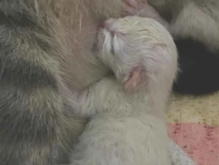 Gato raça SRD-ViraLata idade Abaixo de 2 meses nome Sem nome