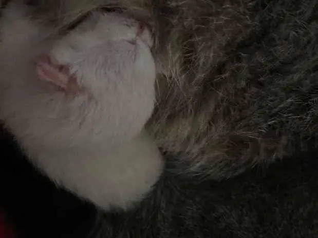 Gato raça SRD-ViraLata idade Abaixo de 2 meses nome Sem nome