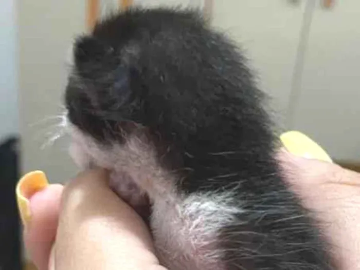 Gato raça SRD-ViraLata idade Abaixo de 2 meses nome Sem nome