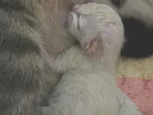 Gato raça SRD-ViraLata idade Abaixo de 2 meses nome Sem nome