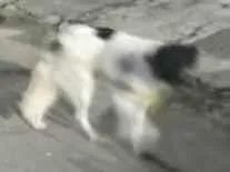 Cachorro raça SRD-ViraLata idade 6 ou mais anos nome não sei