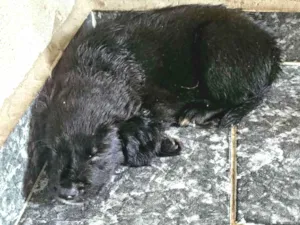 Cachorro raça SRD-ViraLata idade Abaixo de 2 meses nome sem nome