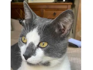 Gato raça SRD-ViraLata idade 1 ano nome Norberty