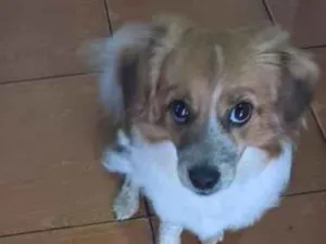 Cachorro raça SRD-ViraLata idade 2 a 6 meses nome Ízy