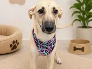 Cachorro raça SRD-ViraLata idade 6 ou mais anos nome fininha 