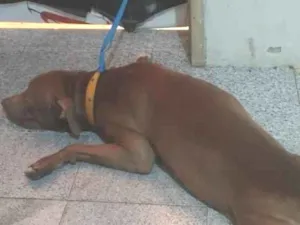 Cachorro raça Pit-Bull idade 7 a 11 meses nome maylon 