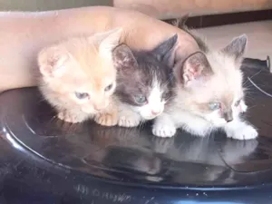 Gato raça SRD-ViraLata idade 2 a 6 meses nome Bob, branquinha,frajola 