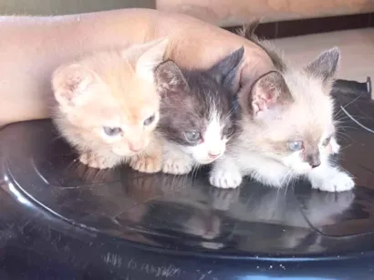 Gato raça SRD-ViraLata idade 2 a 6 meses nome Bob, branquinha,frajola 