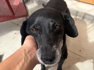 Cachorro raça SRD-ViraLata idade 6 ou mais anos nome Neve 