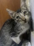 Zuzu