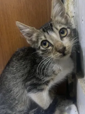 Gato raça SRD-ViraLata idade 2 a 6 meses nome Zuzu