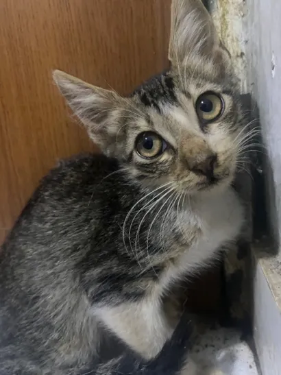Gato raça SRD-ViraLata idade 2 a 6 meses nome Zuzu
