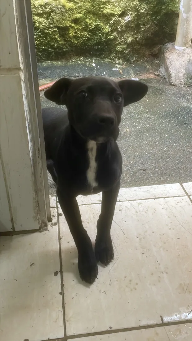 Cachorro raça SRD-ViraLata idade 2 a 6 meses nome Brisa