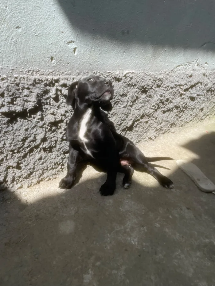 Cachorro raça SRD-ViraLata idade 2 a 6 meses nome Brisa
