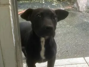Cachorro raça SRD-ViraLata idade 2 a 6 meses nome Brisa