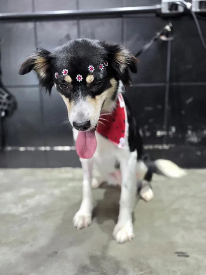 Cachorro raça SRD-ViraLata idade 1 ano nome Mika