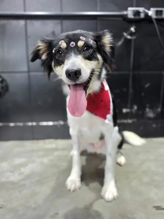 Cachorro raça SRD-ViraLata idade 1 ano nome Mika