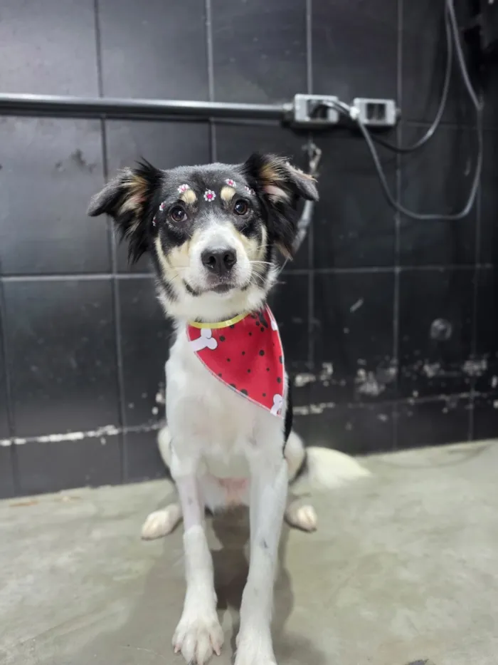 Cachorro raça SRD-ViraLata idade 1 ano nome Mika