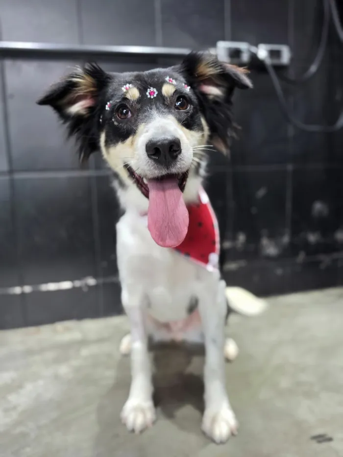 Cachorro raça SRD-ViraLata idade 1 ano nome Mika