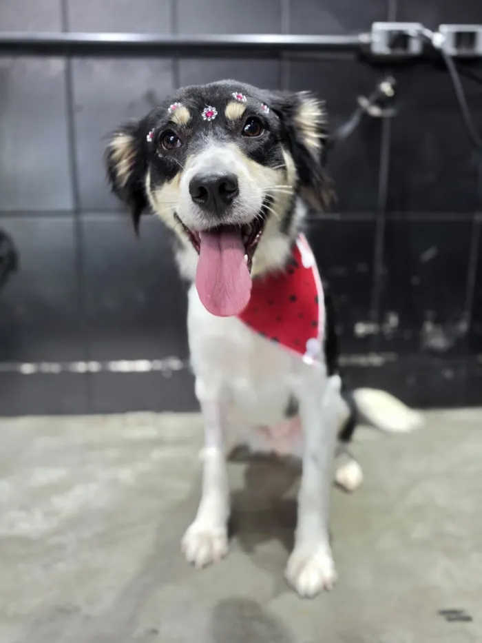 Cachorro raça SRD-ViraLata idade 1 ano nome Mika