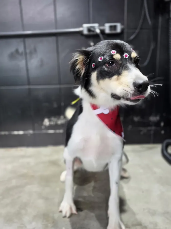 Cachorro raça SRD-ViraLata idade 1 ano nome Mika