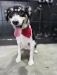 Mika
