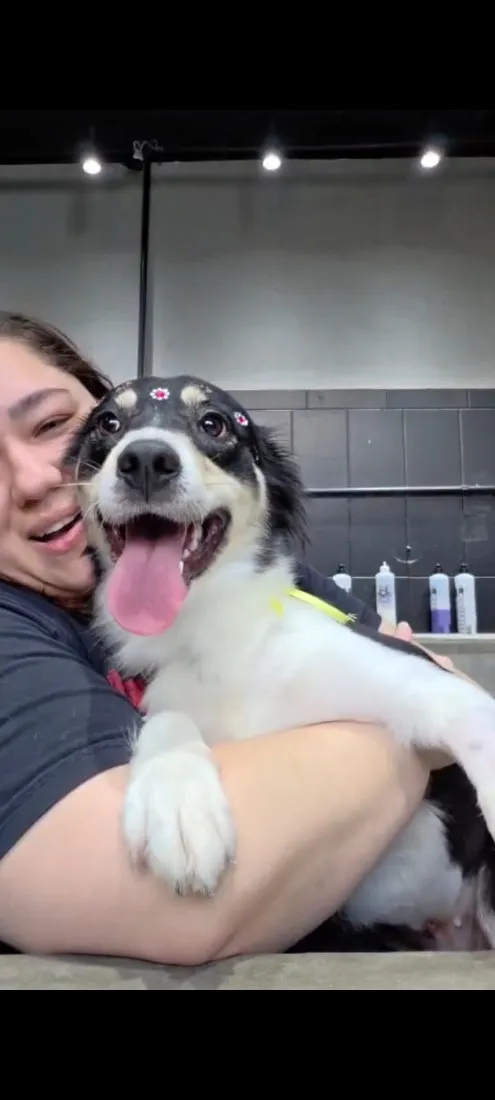 Cachorro raça SRD-ViraLata idade 1 ano nome Mika