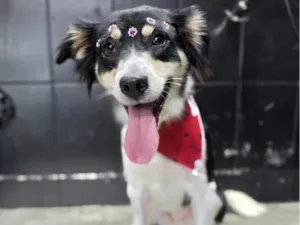 Cachorro raça SRD-ViraLata idade 1 ano nome Mika