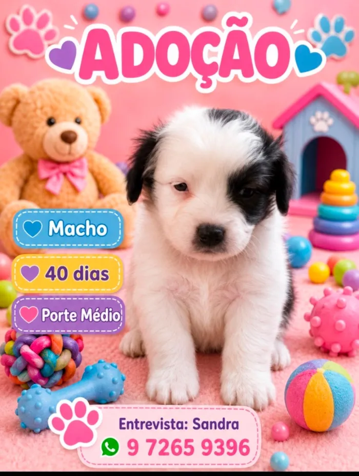 Cachorro raça SRD-ViraLata idade 2 a 6 meses nome Bob
