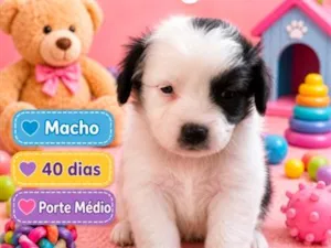 Cachorro raça SRD-ViraLata idade 2 a 6 meses nome Bob