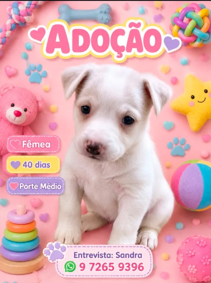 Cachorro raça SRD-ViraLata idade 2 a 6 meses nome Melissa