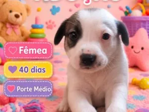 Cachorro raça SRD-ViraLata idade Abaixo de 2 meses nome Lola 