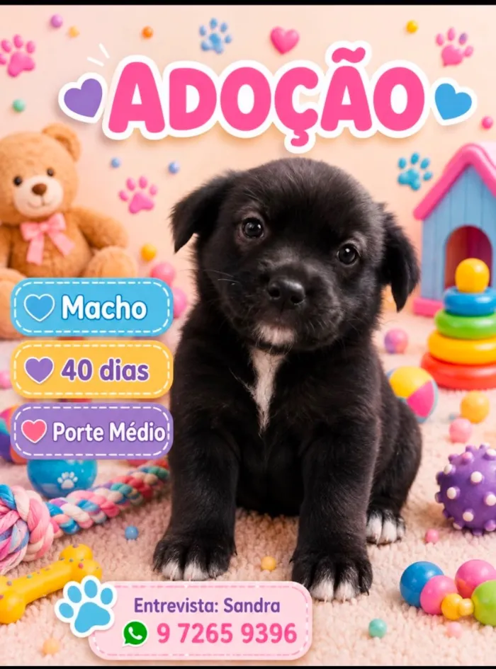 Cachorro raça SRD-ViraLata idade Abaixo de 2 meses nome Pingo 