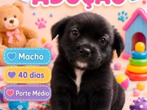 Cachorro raça SRD-ViraLata idade Abaixo de 2 meses nome Pingo 