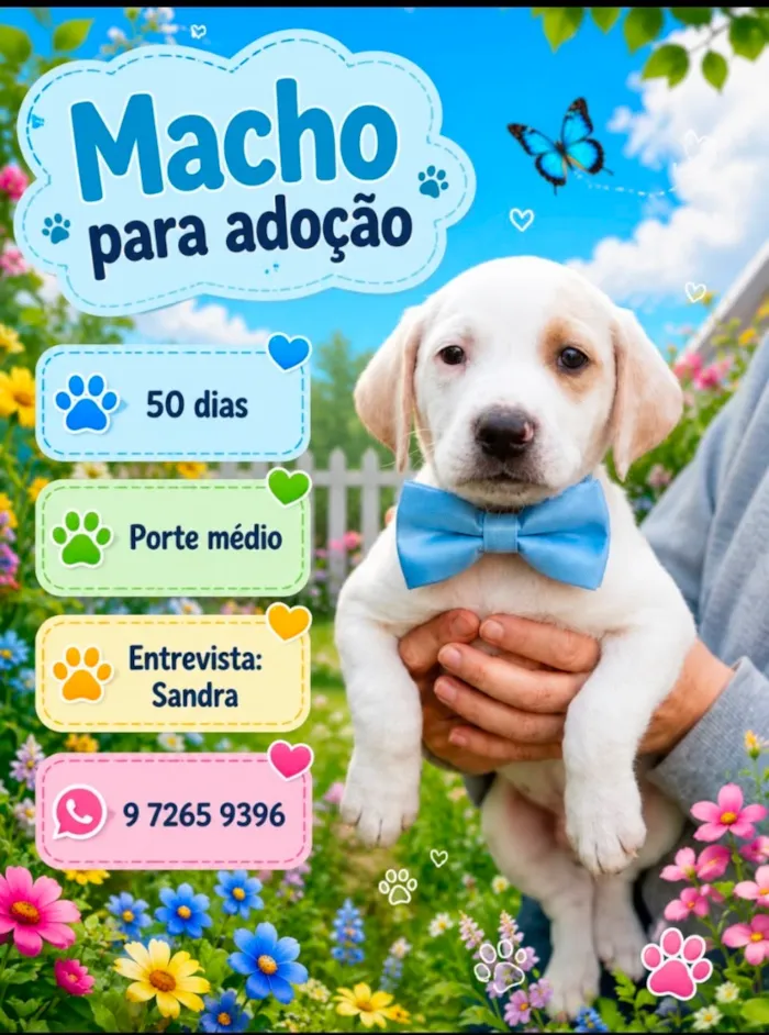 Cachorro raça SRD-ViraLata idade Abaixo de 2 meses nome Zeus